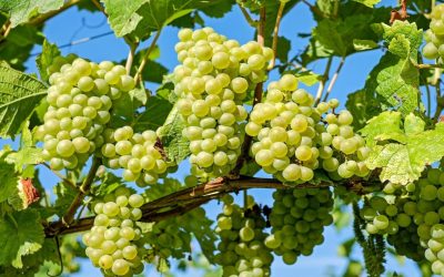 Découvrez ces trois alternatives pour le Réveillon si vous n’aimez pas les raisins ou si vous n’en avez pas !