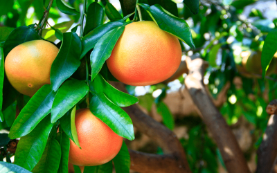 Attention ! Les contre-indications du pamplemousse : voici ce qui t’arrive si tu en manges tous les jours 🍊💥