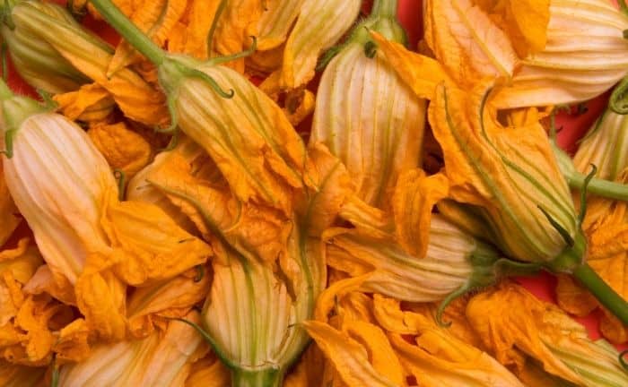 Tas de fleurs de citrouille