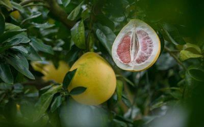 Découvre le secret du Pomelo – Son apogée vitaminé pour une saison inoubliable ! 🍊💪