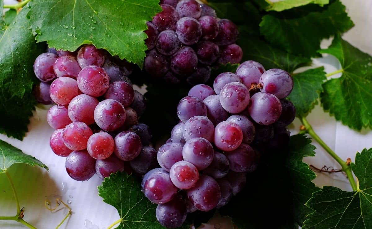 Pépins de raisin : pourquoi on les supprime malgré ces bienfaits