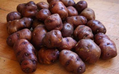 Découvrez ces incroyables patates d’Aldi ! Elles arborent une couleur totalement inédite !