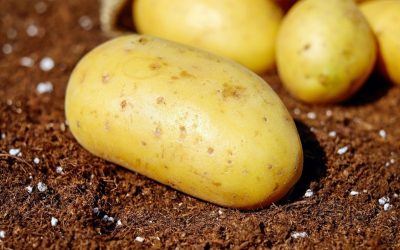 Découvrez la boisson révolutionnaire à base de pommes de terre, écologique et parfaite pour les personnes atteintes de la maladie cœliaque.