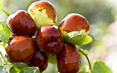 Découvrez la fruta la plus sucrée au monde ! Un indice : elle pousse à plusieurs mètres de hauteur dans les régions tropicales.
