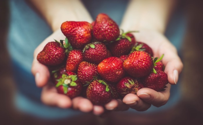 mains tenant des fraises