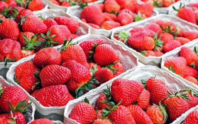 Découvrez qui ne peut pas manger de fraises ! Cette information essentielle pour votre santé.
