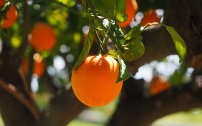 Découvre le temps incroyable qu’il faut à l’oranger pour produire des oranges !