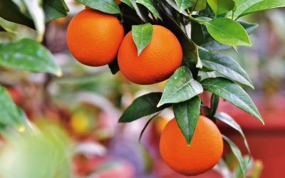 Découvre quand est la saison des oranges en Espagne et laisse-toi envoûter par leurs saveurs ensoleillées !