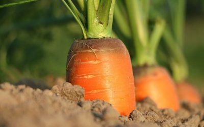 Découvrez pourquoi l’Andalousie est la championne de la culture des carottes dans les communautés !