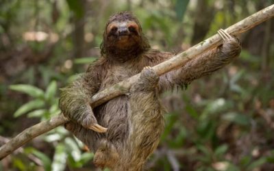 Les Paresseux Rock’n’Roll et les Pingouins Solitaires : Les Photos Animalières les Plus Hilarantes de l’Année !