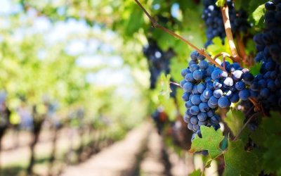 Découvrez pourquoi l’altitude des vignobles transforme le vin en nectar divin!