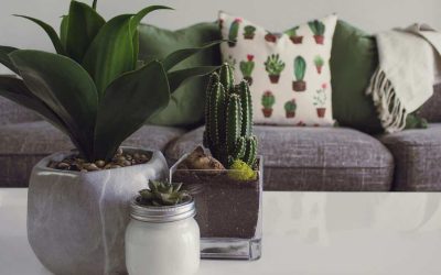 Découvrez les plantes d’intérieur zen qui transformeront votre maison !