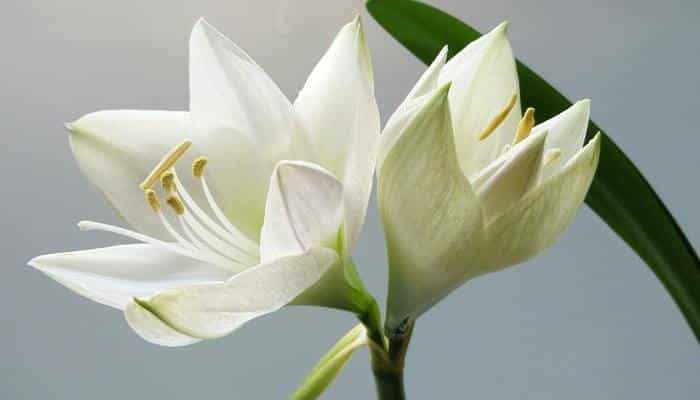 plantes de salon zen