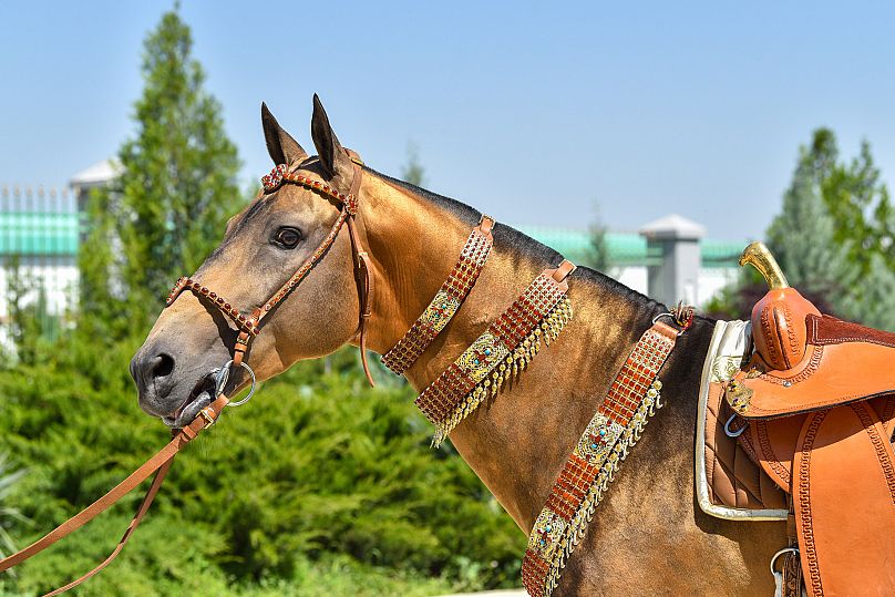 Cheval Akhal-Téké