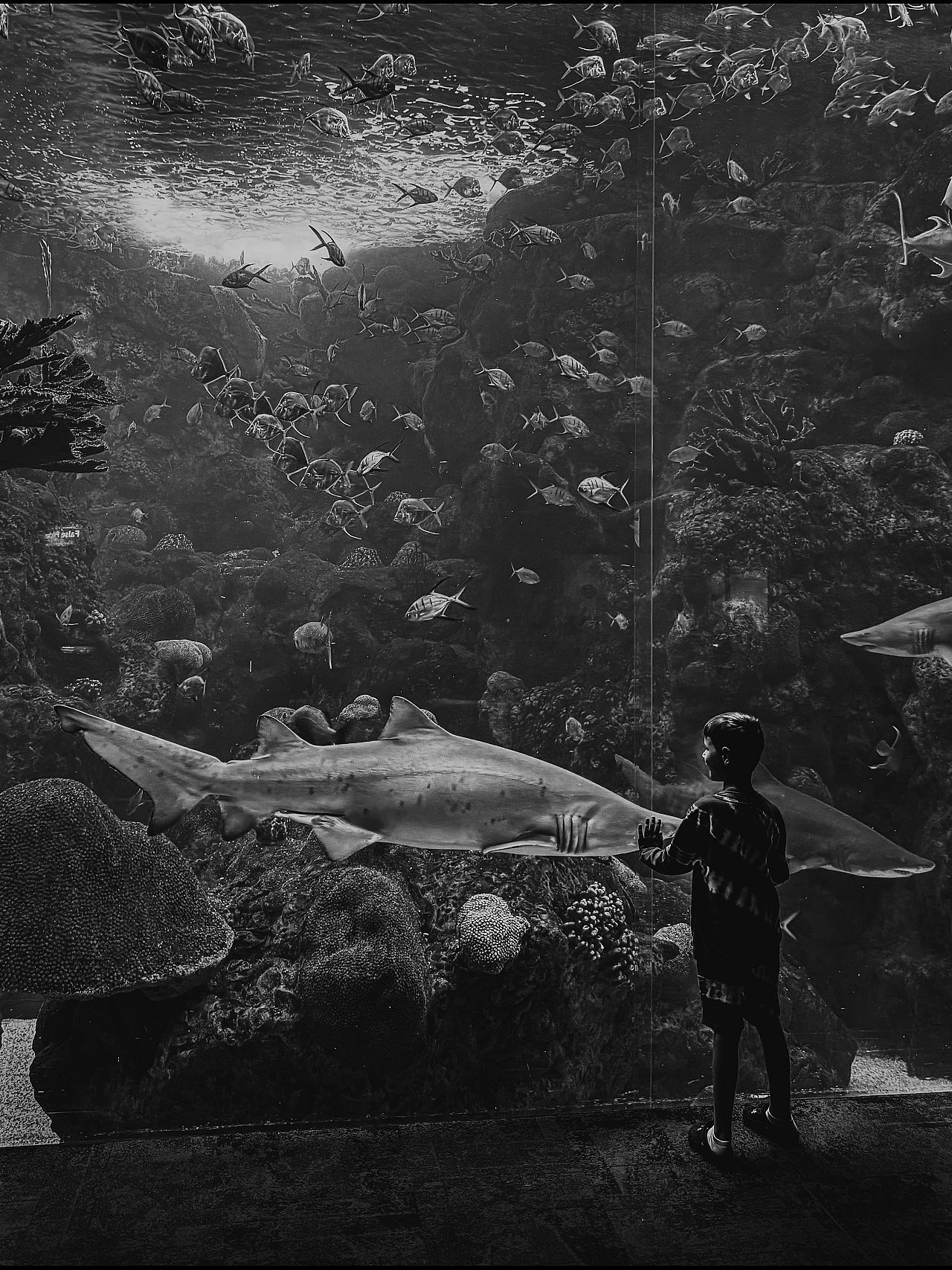 "Un garçon rencontre un requin" par Erin Brooks