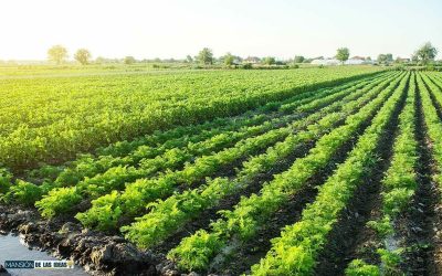 Incroyable ! Cette légume ancien nous régale depuis 5000 ans : découvrez ses bienfaits !