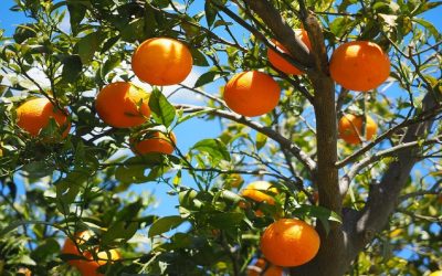Transformez votre maison : Cultivez un oranger et savourez ses délices !
