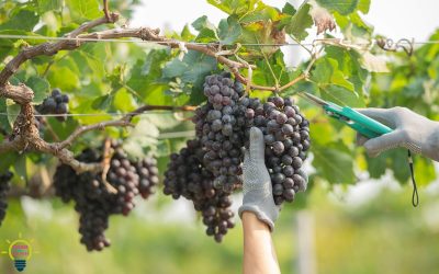 Découvrez le secret étonnant pour cultiver votre propre vigne et récolter des raisins !