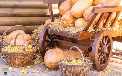 Découvrez le secret pour réussir la culture de vos propres courges en ville !