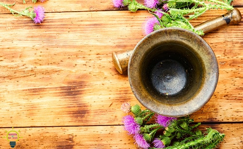infusion de chardon-Marie