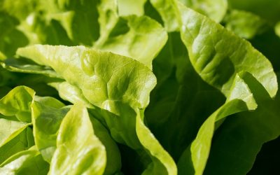 La vérité choquante : la laitue est-elle un légume ou un fruit ? Découvrez-le ici !