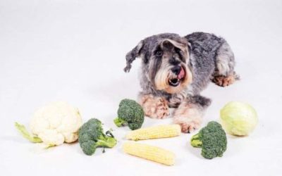 Coliflor pour les chiens : découvrez la vérité surprenante !