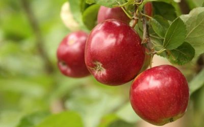 Découvrez pourquoi les pommes sont la clé d’une santé éclatante !