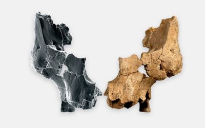 Découverte incroyable : le visage humain le plus ancien d’Europe déniché à Atapuerca !
‘Serions-nous face à une nouvelle espèce ?’