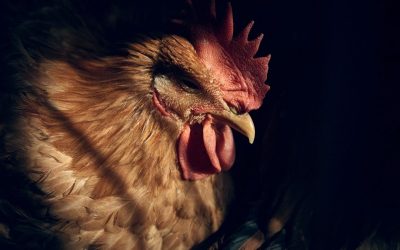 Tragédie au Mexique : Une fillette de 3 ans perd la vie à cause de la grippe aviaire !
Une nouvelle alarmante vient de frapper le Mexique : une petite fille de seulement 3 ans a succombé à la grippe aviaire, marquant ainsi le tout premier cas humain dans le pays. Comment cette maladie redoutable a-t-elle pu atteindre les humains ? Les détails sont inquiétants !